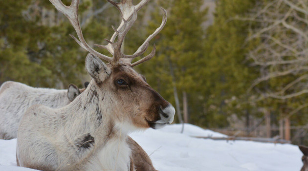 Yukon Wildlife PreserveJune 2015 moose