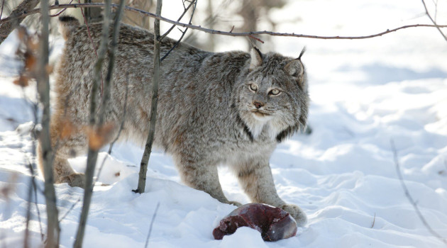 Yukon Wildife Preserve, lynx